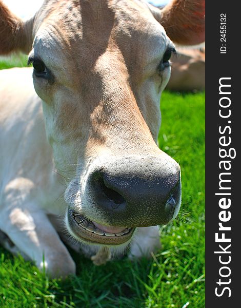 Beautiful light brown bovine chewing her cud. Beautiful light brown bovine chewing her cud