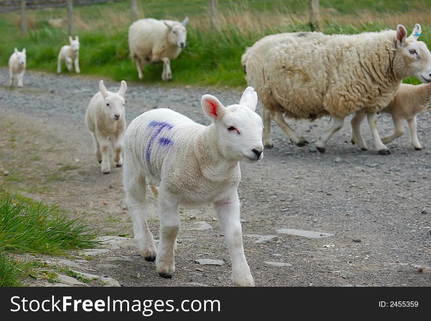 Curious Lamb