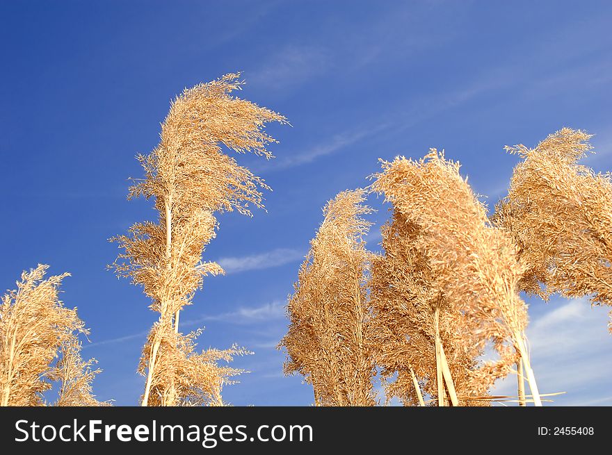 Trees With Dead Leaves