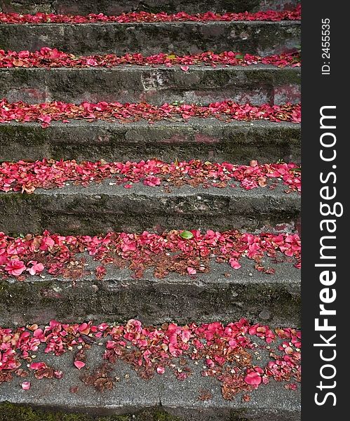 Concrete stairs with fallen red petals. Concrete stairs with fallen red petals