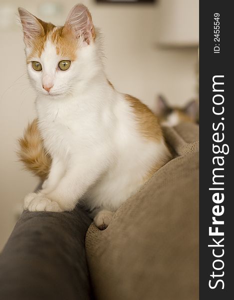 A small white cat seating on a couch