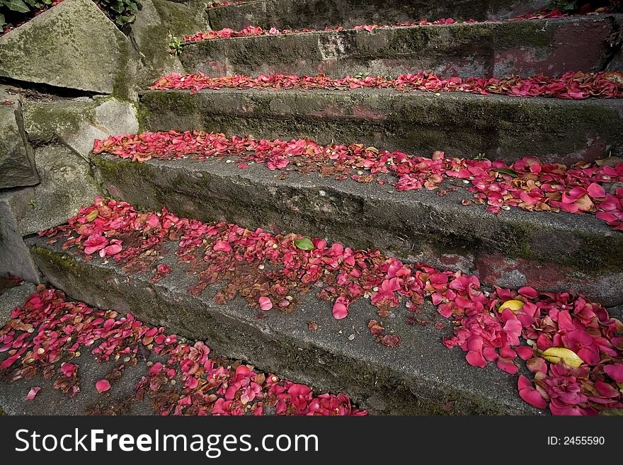 Concrete stairs with fallen red petals