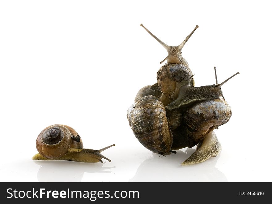 One snail cannot join them, and leave alone. One snail cannot join them, and leave alone