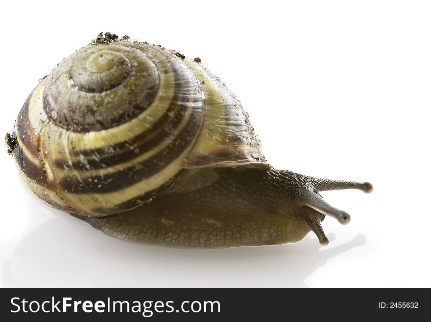 A spiraled roman garden snail with sand on it's shell. A spiraled roman garden snail with sand on it's shell