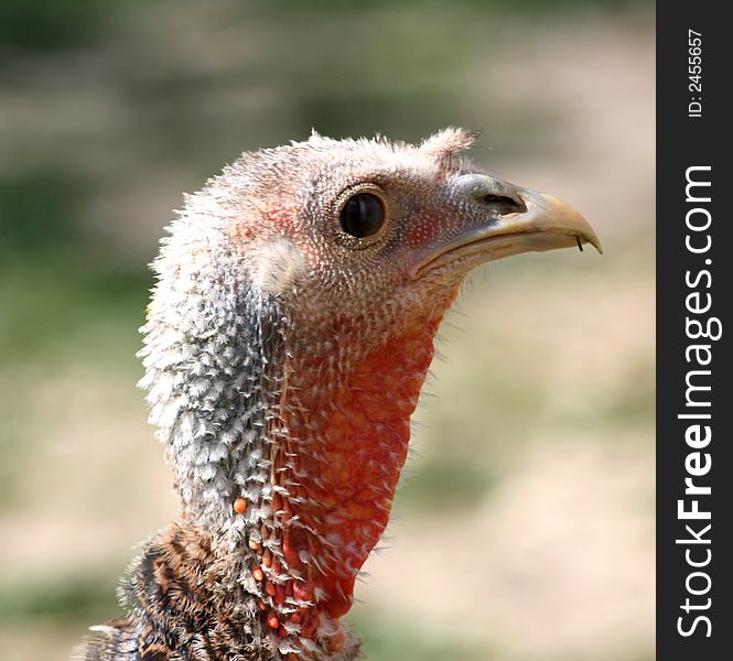 Portrait of a turkey in a farm