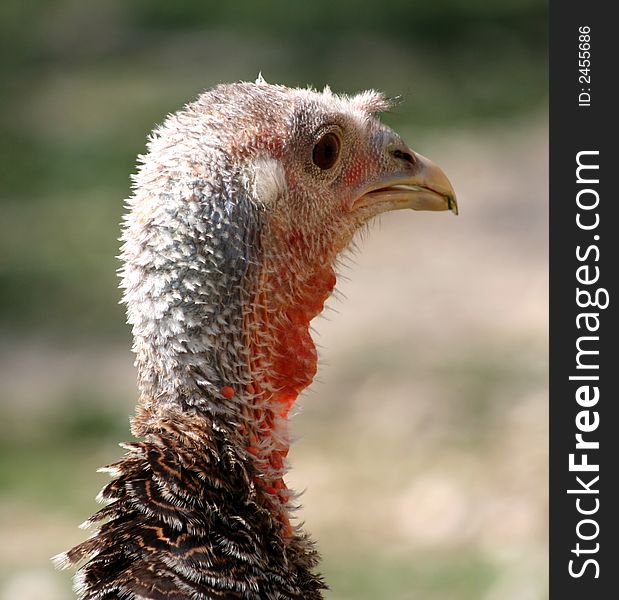 Portrait of a turkey in a farm