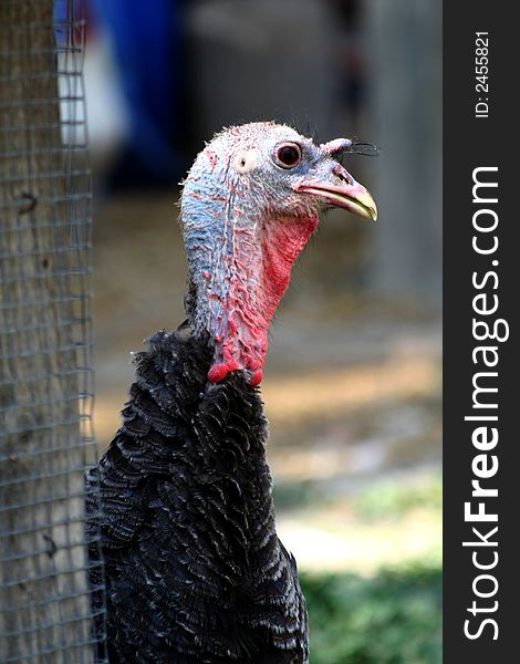 Portrait of a turkey in a farm