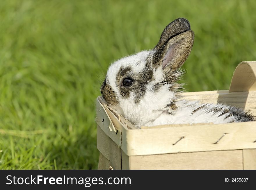 Little baby easter bunny in a wooden box. Little baby easter bunny in a wooden box