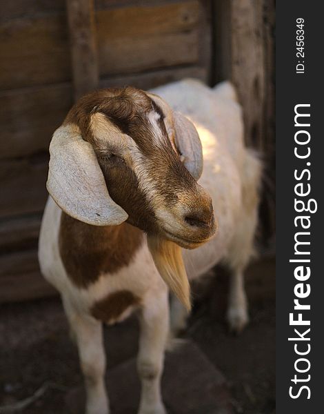 Image of a brown and white goat