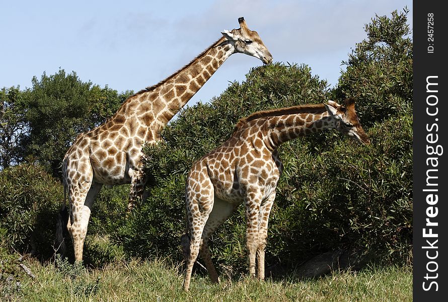 Two giraffes eating leaves from trees
