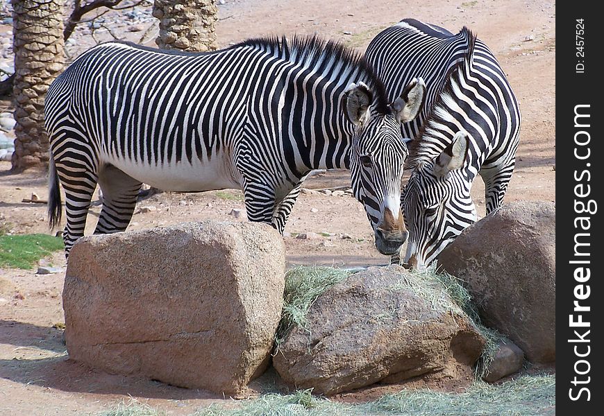 Zebras by feeding rack at Pheonix zoo (Arizona). Zebras by feeding rack at Pheonix zoo (Arizona).