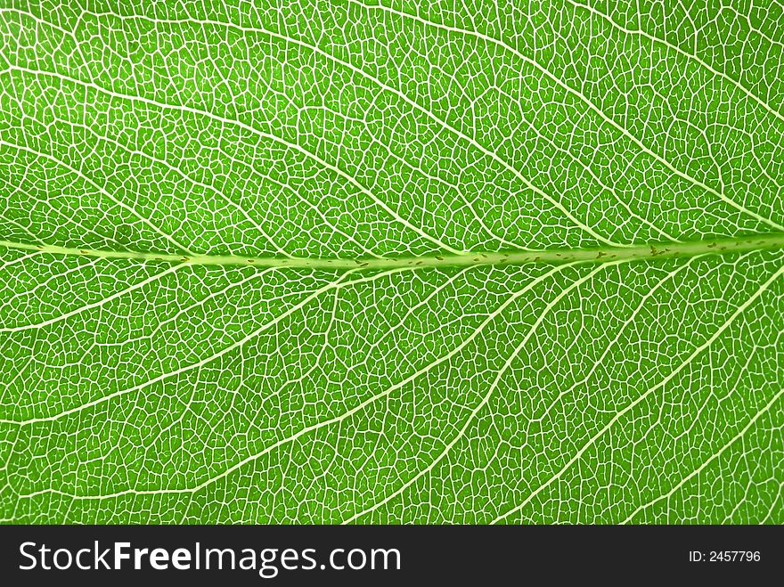 Fresh backlit pear tree leaf. Fresh backlit pear tree leaf