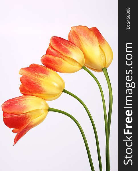 Branch of four tulips on white background - vertical version. Branch of four tulips on white background - vertical version