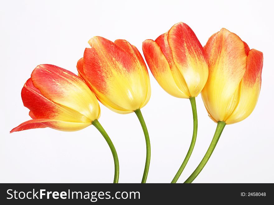 Four tulip flowers on white - horizontal version. Four tulip flowers on white - horizontal version