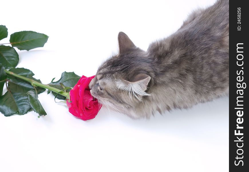 Kitten and a red rose on a white background. Kitten and a red rose on a white background