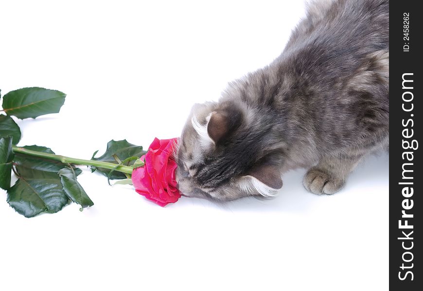 Kitten and a red rose on a white background. Kitten and a red rose on a white background