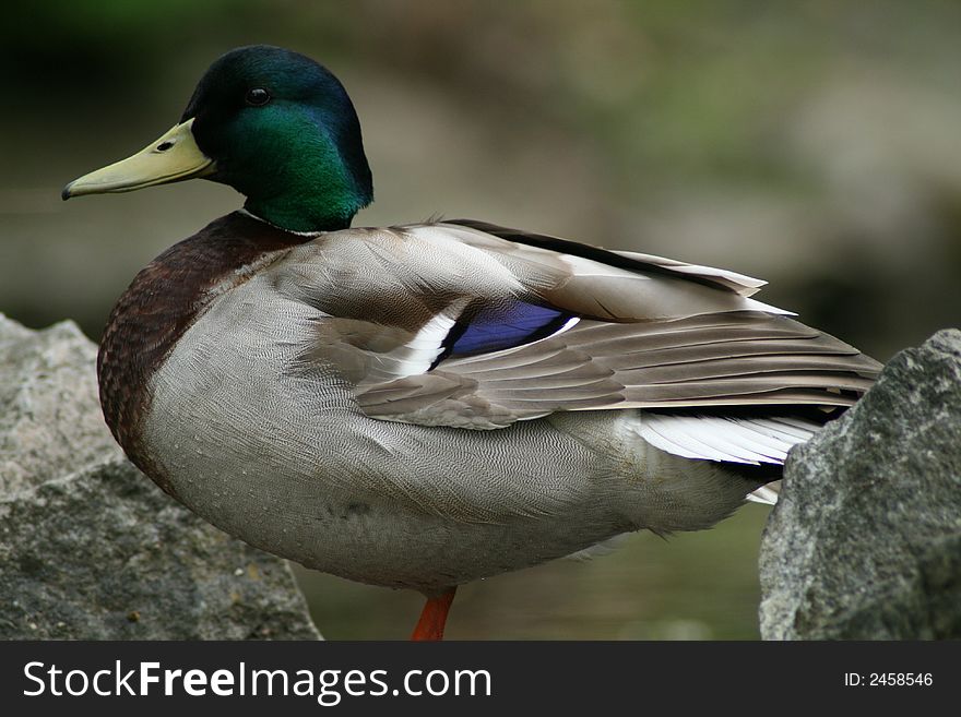 Male wild duck between rocks