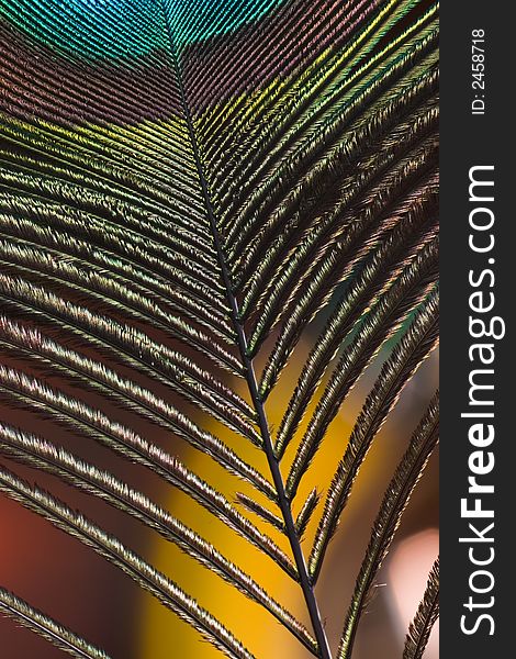 Texture of a peacock feather