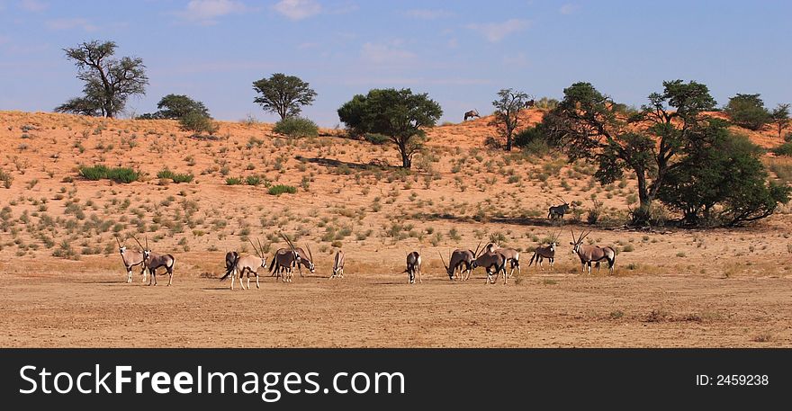 Gemsbok Herd