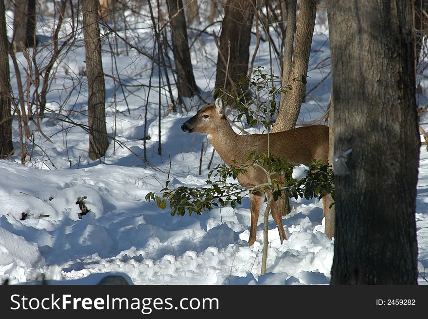 White Tail Deer in winter snow