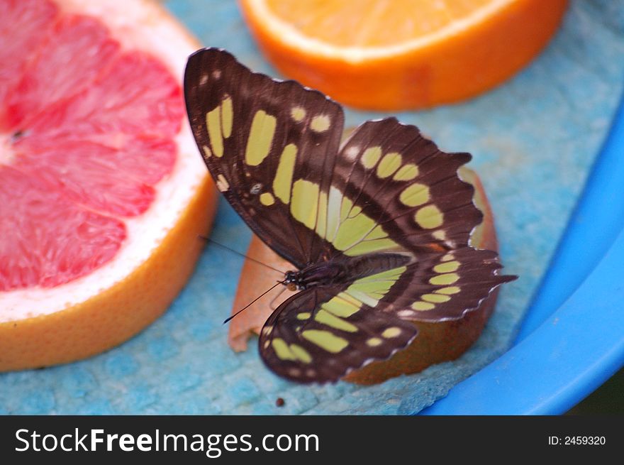 Butterfly eat the fresh fruit