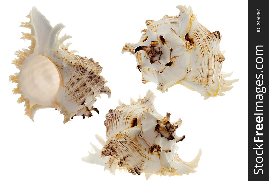 Spiral shellы on white