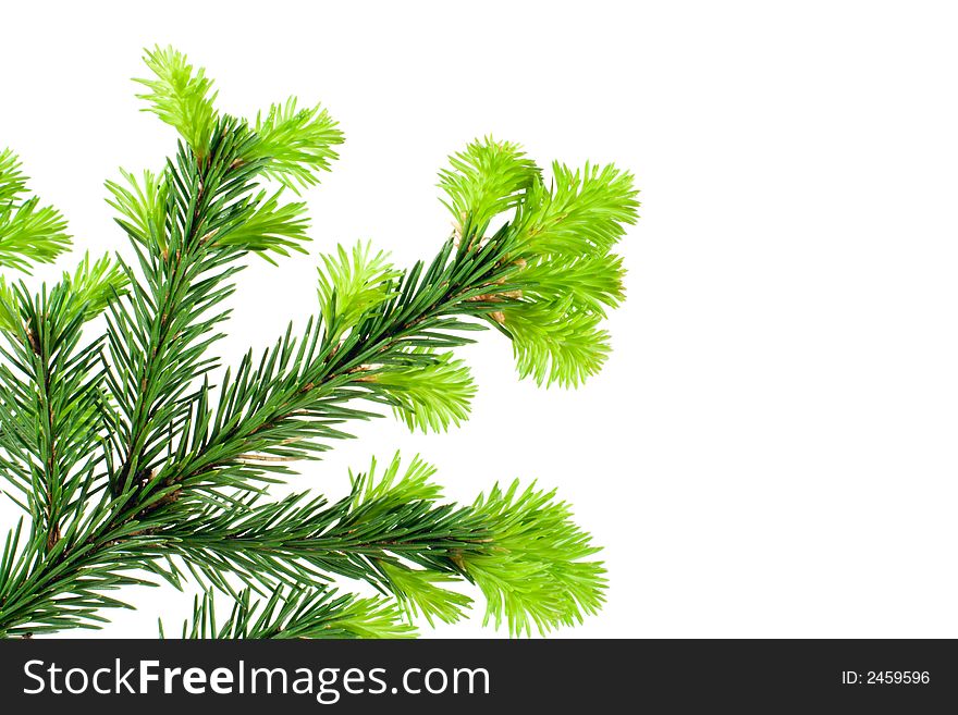 Branch of Fir isolated on white useful for prints decorations. Branch of Fir isolated on white useful for prints decorations