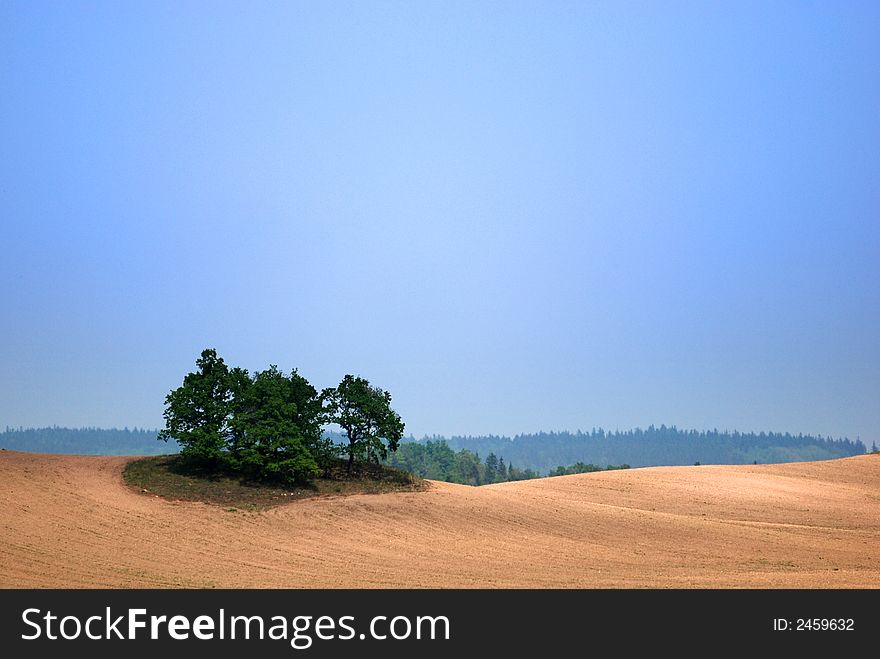 conifer trees on sandy hill