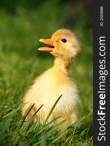 Cute little duckling in grass