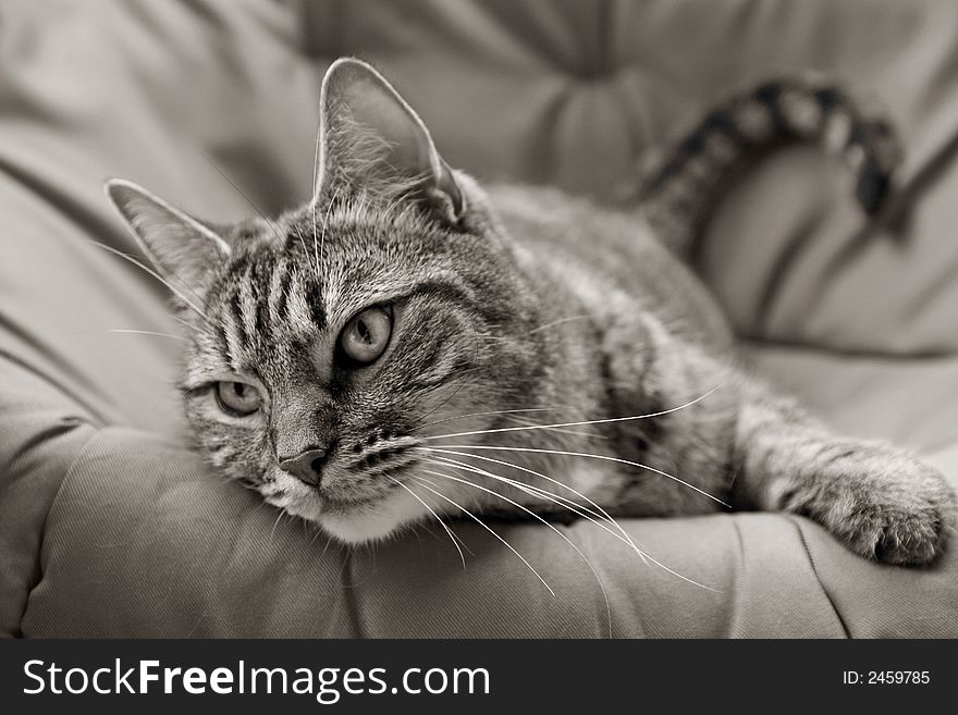 Black and white image of a tabby cat lounging in the sun. Black and white image of a tabby cat lounging in the sun