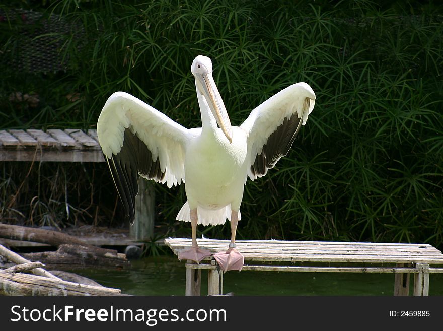 Pelican stretchinig out his wings before taking off