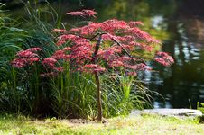 Japanese Maple Stock Photography Japanese Maple Stock Photography