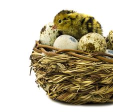Nestling Quail Stock Photography