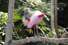 Roseate Spoonbill Royalty Free Stock Photography Roseate Spoonbill Royalty Free Stock Photography