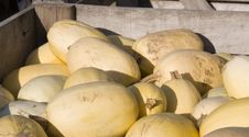 Honeydew Melons Stock Photos Honeydew Melons Stock Photos