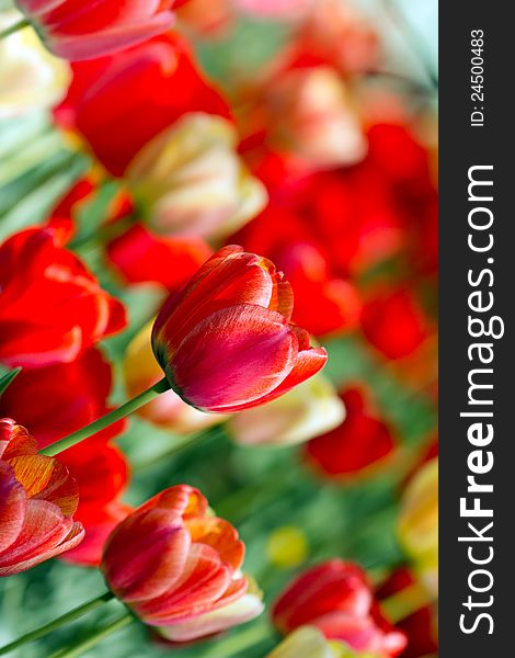 Tulips are the decoration of many gardens in spring. Tulips are the decoration of many gardens in spring