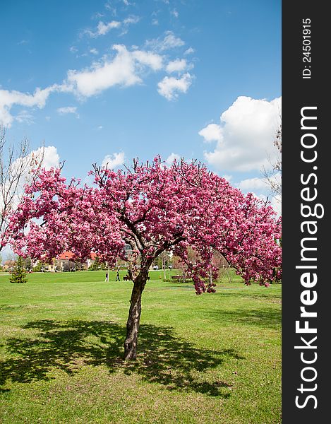 Spring blossom in a colorful park