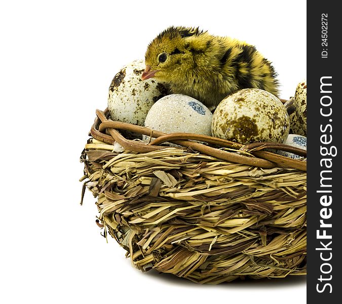 Nestling quail and basket with eggs on white background