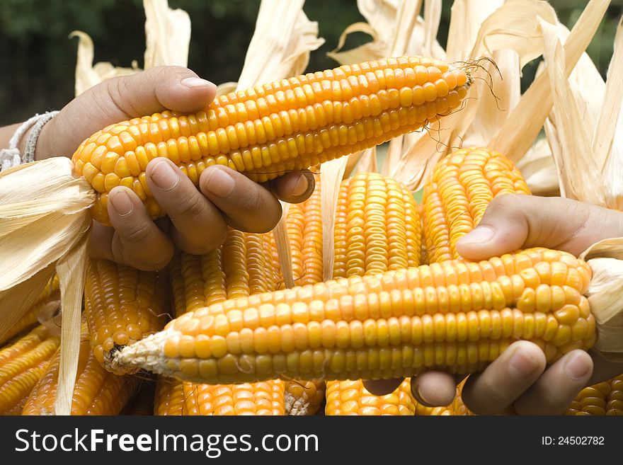 Corn close-up hold with hands after harvest.