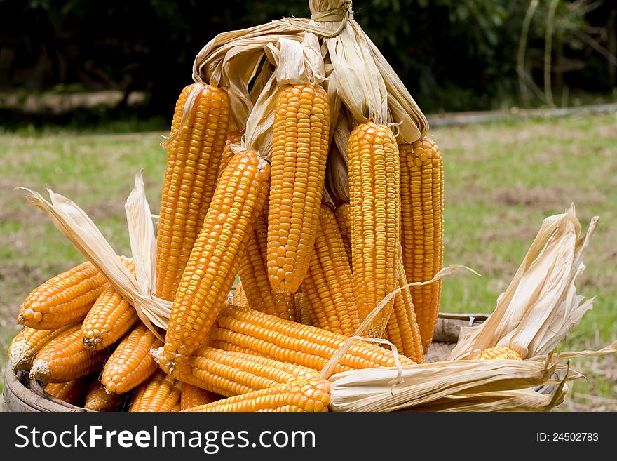 Corn Close-up After Harvest