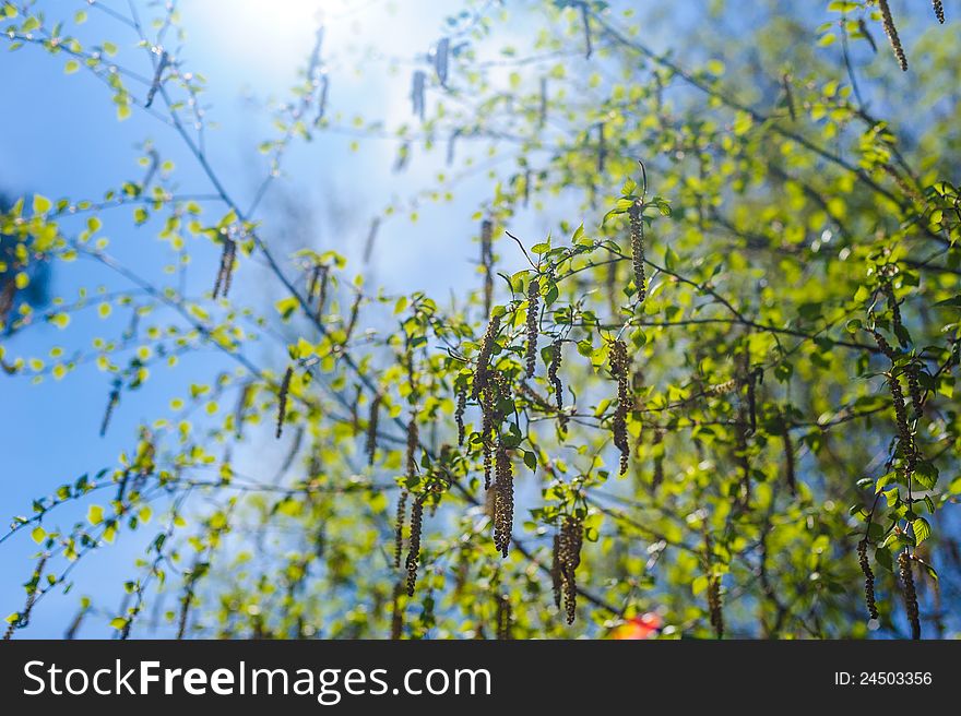 Spring nature. flowering tree. bright green branch
