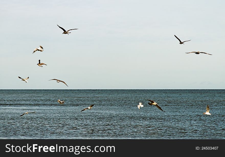 Flying seegulls above sea in a cloudy day. Flying seegulls above sea in a cloudy day.