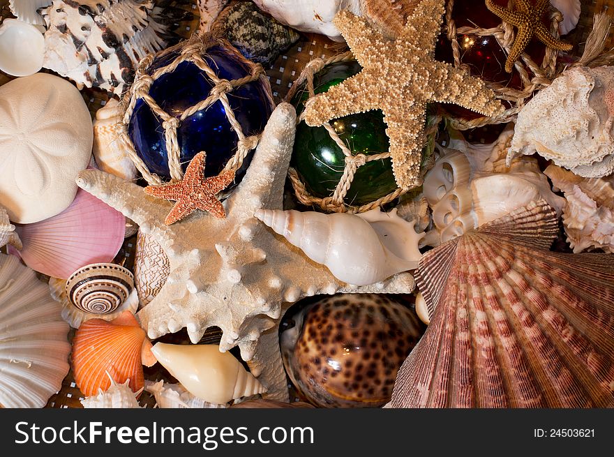 Cluster of assorted sea shells. Cluster of assorted sea shells