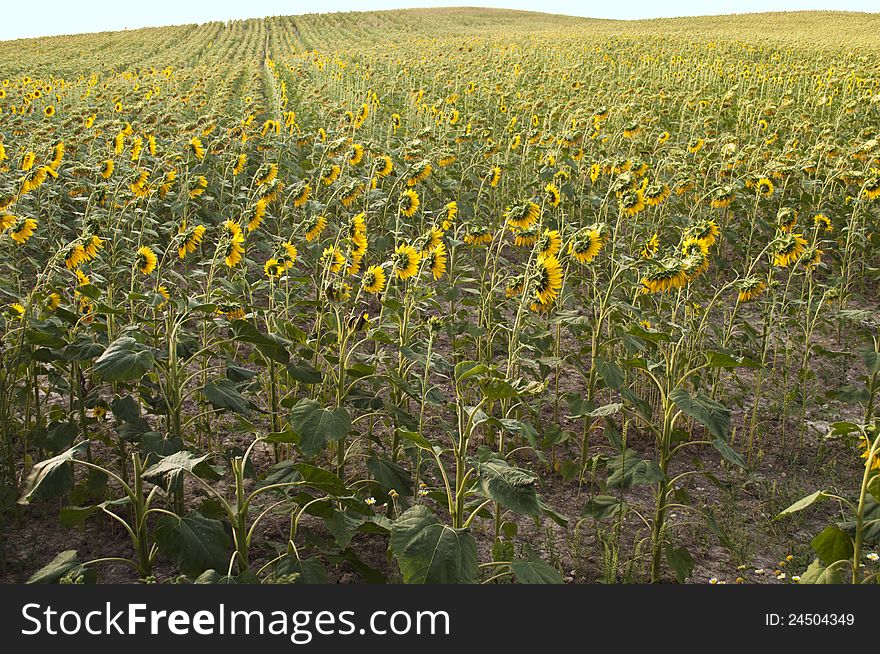 Sunflower field with sky in the background