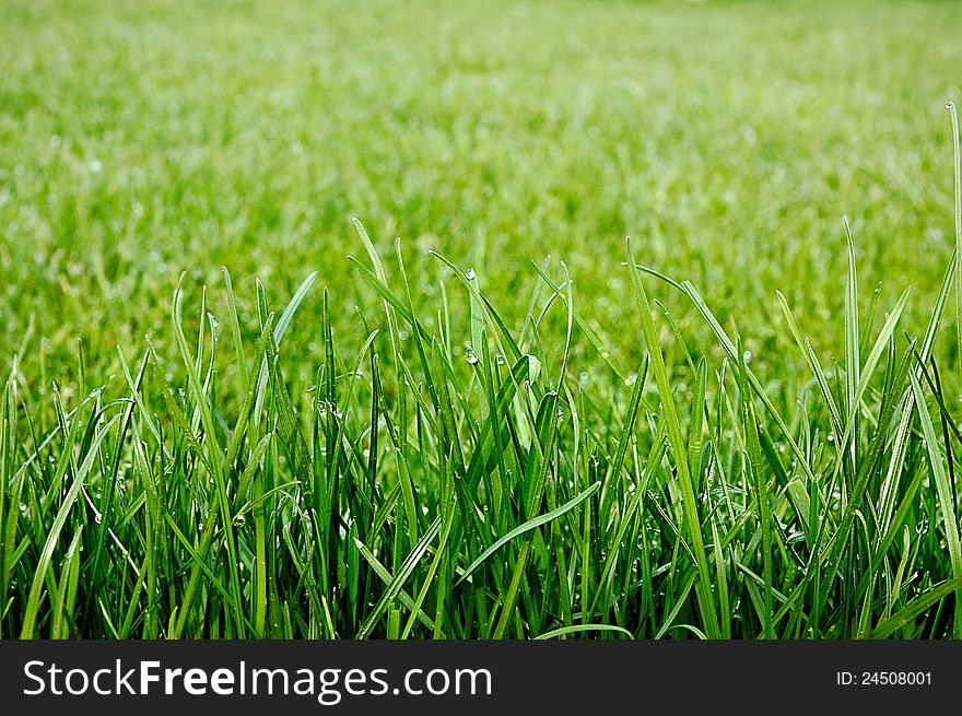 Uncut green grass with drops of dew