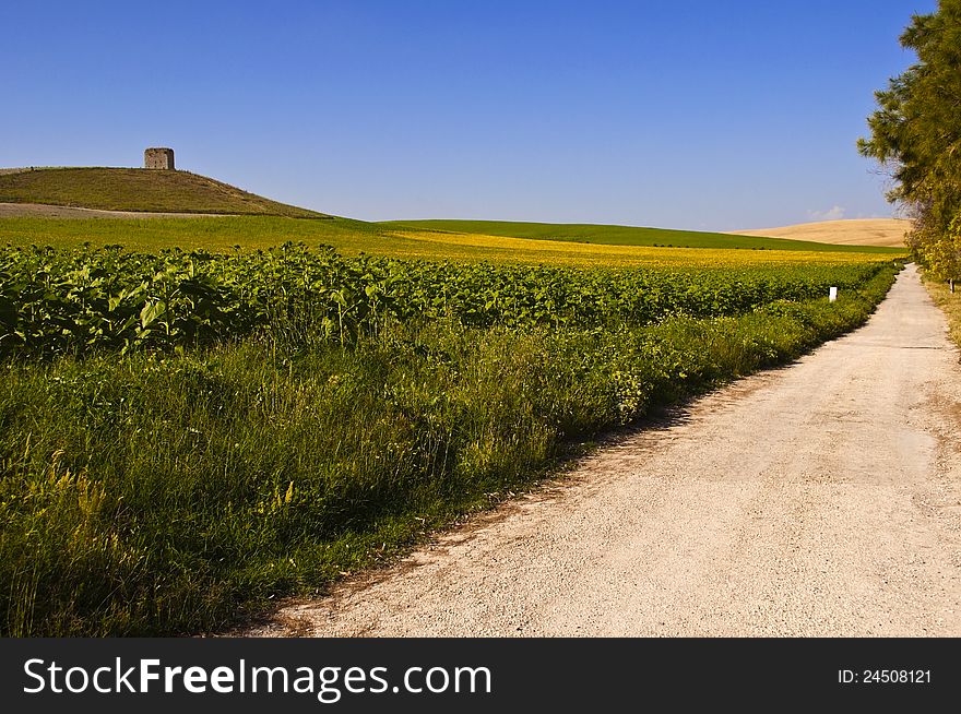 Road in a field of sunflowers, tower and sky as background. Road in a field of sunflowers, tower and sky as background