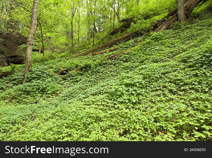 A lush carpet of springtime plants cover a slope in a canyon of a midwest state park. A lush carpet of springtime plants cover a slope in a canyon of a midwest state park.