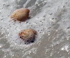 Sea Shells Royalty Free Stock Image