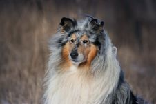 Collie Rough Royalty Free Stock Photo