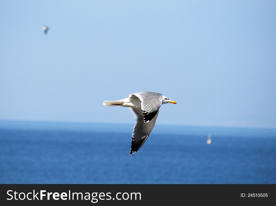 A sea gull while is flying